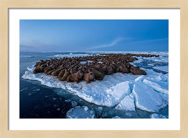 Walrus Colony On Ice