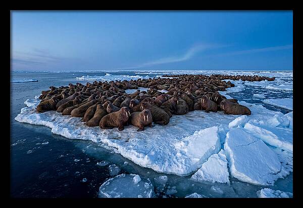 Walrus Colony On Ice