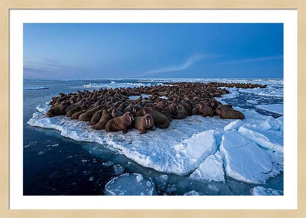 Walrus Colony On Ice