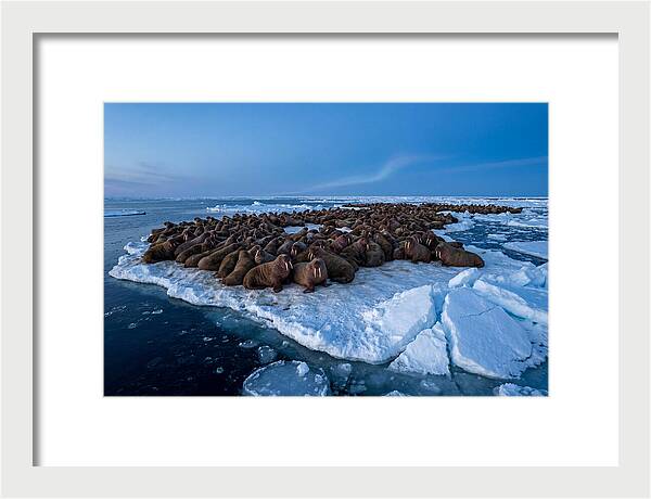 Walrus Colony On Ice