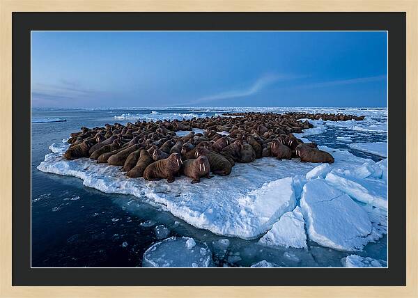 Walrus Colony On Ice