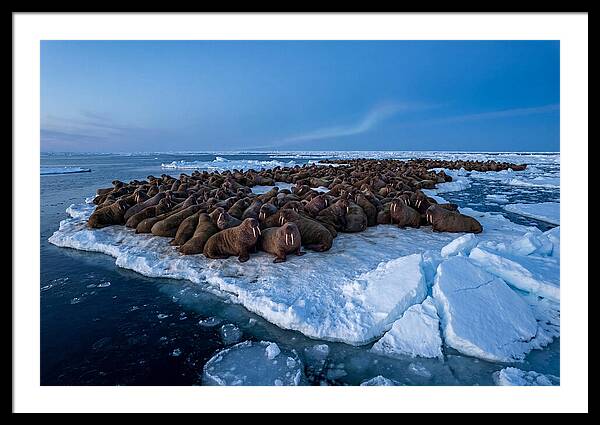 Walrus Colony On Ice