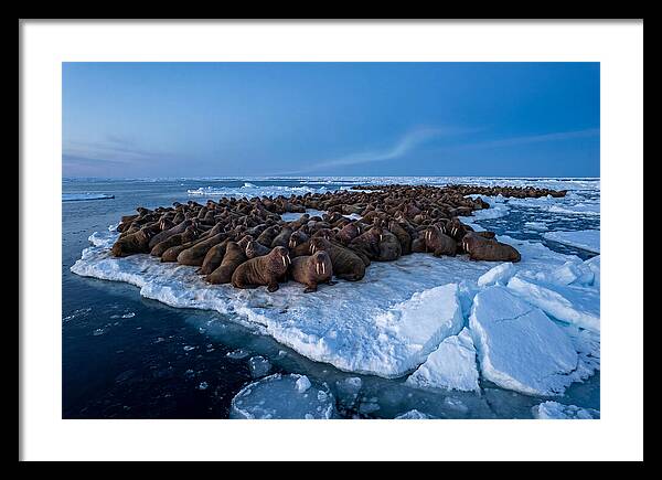 Walrus Colony On Ice
