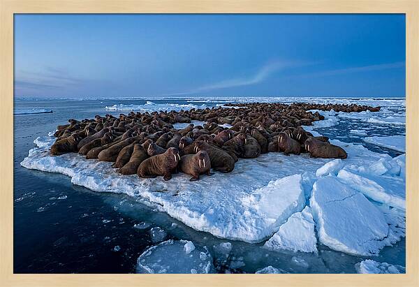 Walrus Colony On Ice