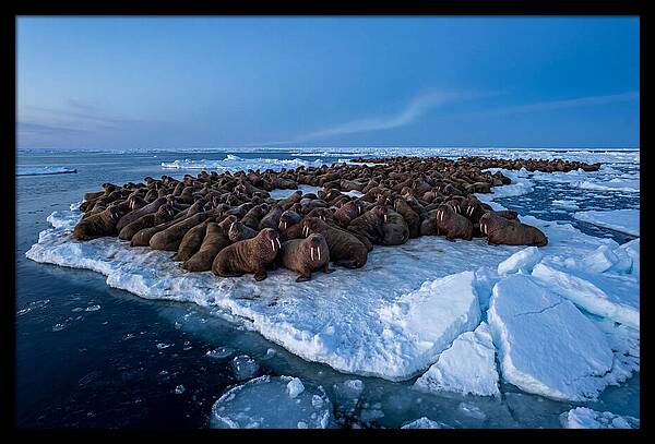 Walrus Colony On Ice