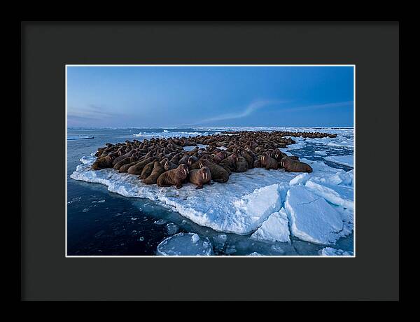 Walrus Colony On Ice