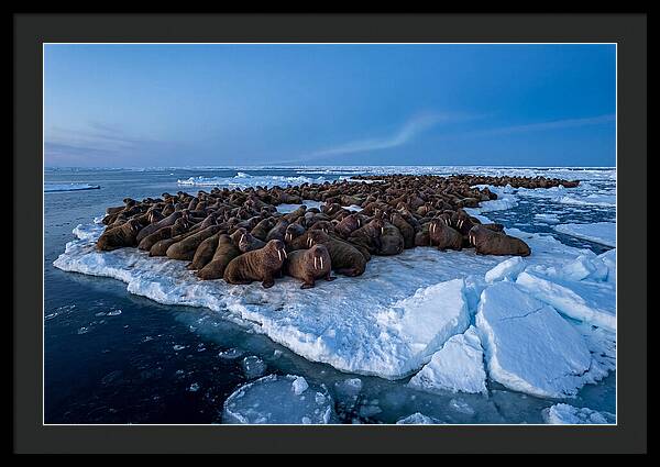 Walrus Colony On Ice