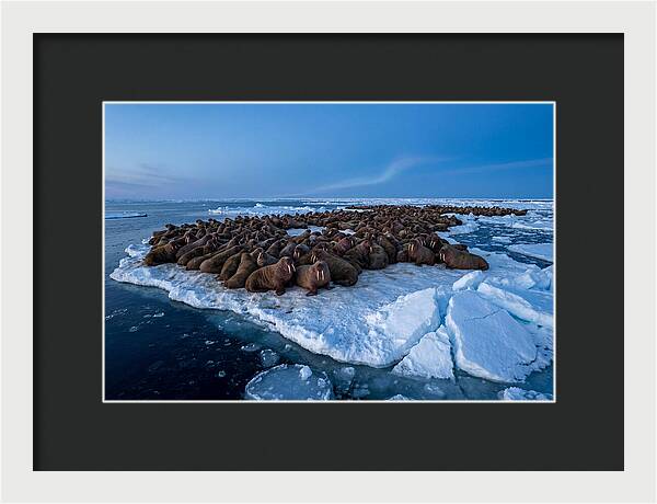 Walrus Colony On Ice