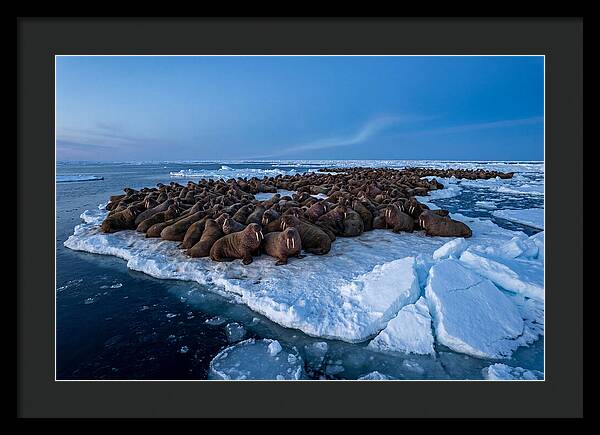 Walrus Colony On Ice
