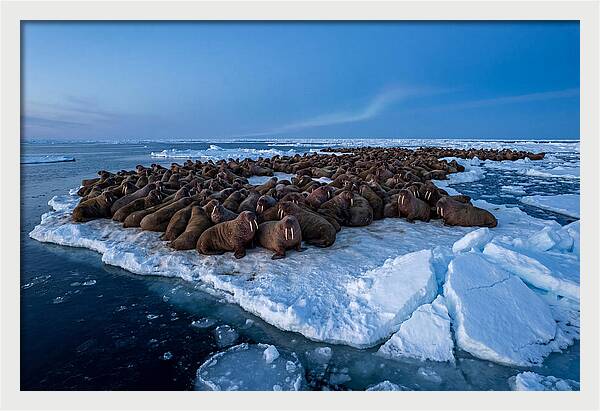 Walrus Colony On Ice