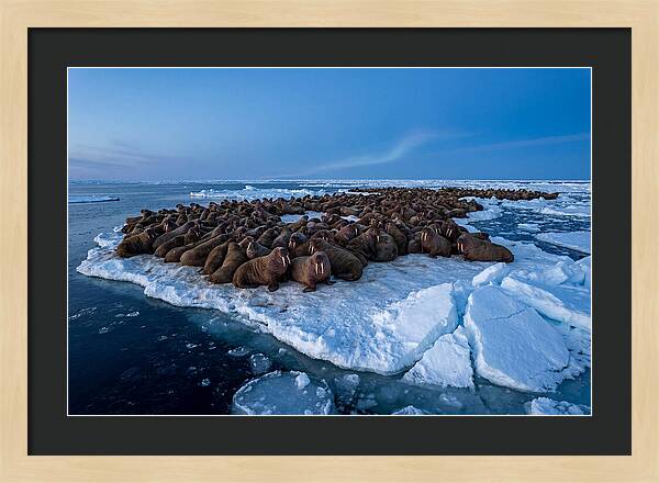 Walrus Colony On Ice