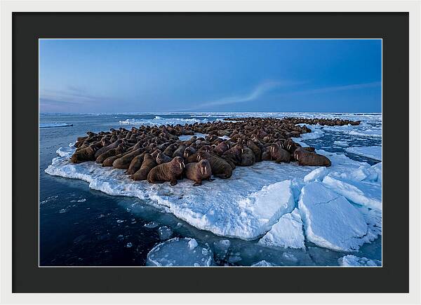 Walrus Colony On Ice