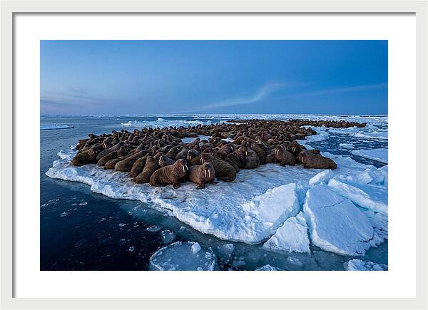 Walrus Colony On Ice