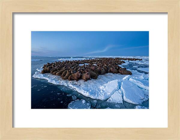 Walrus Colony On Ice