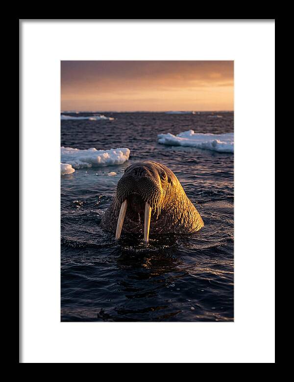 Walrus Emerging From The Water