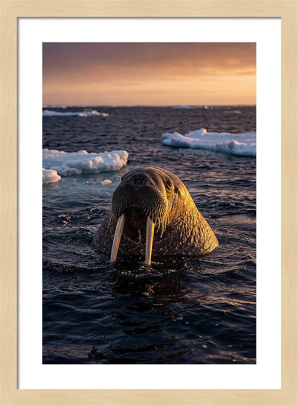 Walrus Emerging From The Water