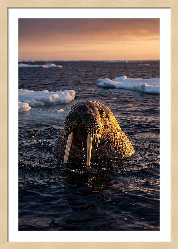 Walrus Emerging From The Water