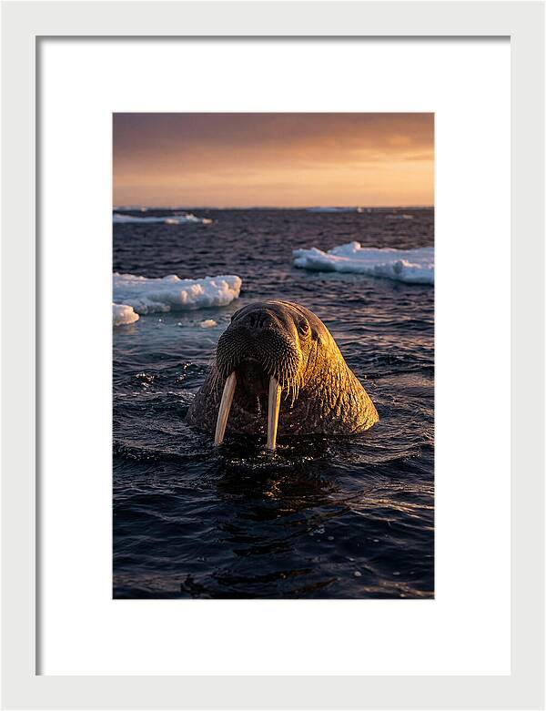 Walrus Emerging From The Water