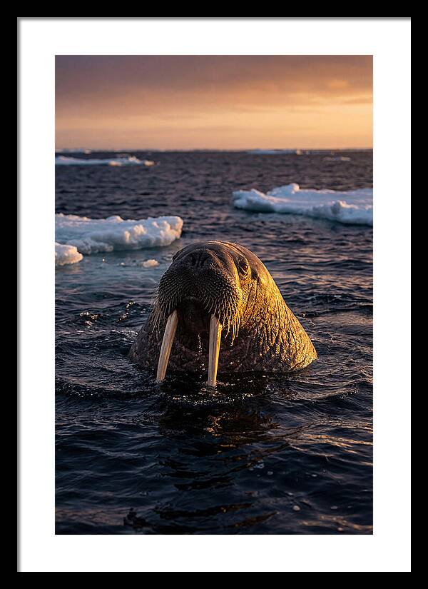 Walrus Emerging From The Water