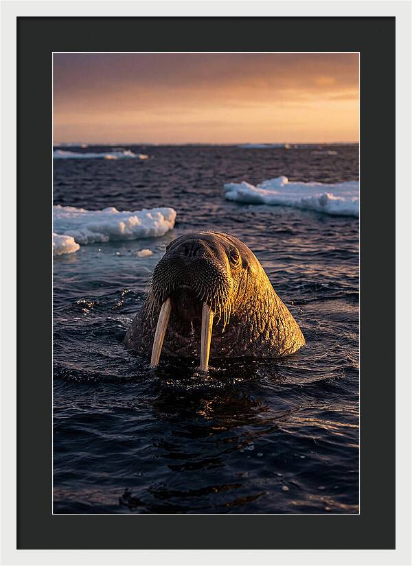 Walrus Emerging From The Water