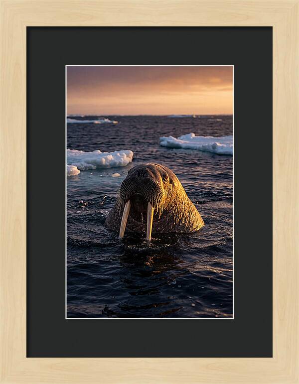 Walrus Emerging From The Water