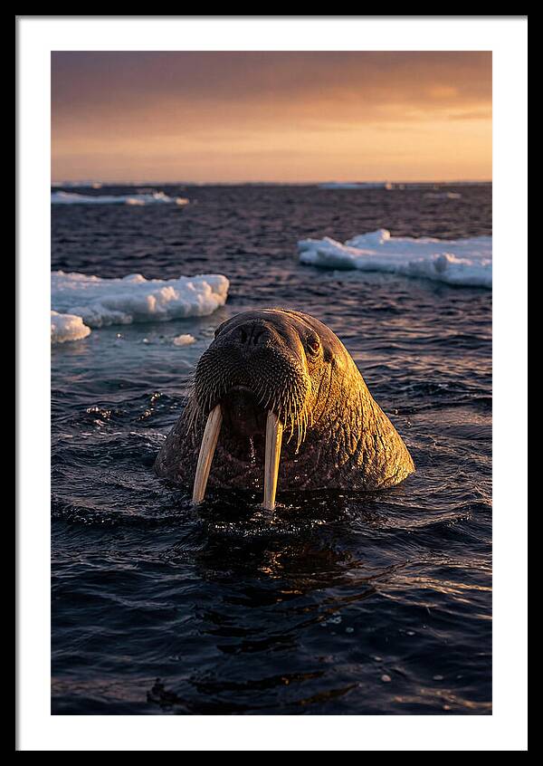 Walrus Emerging From The Water