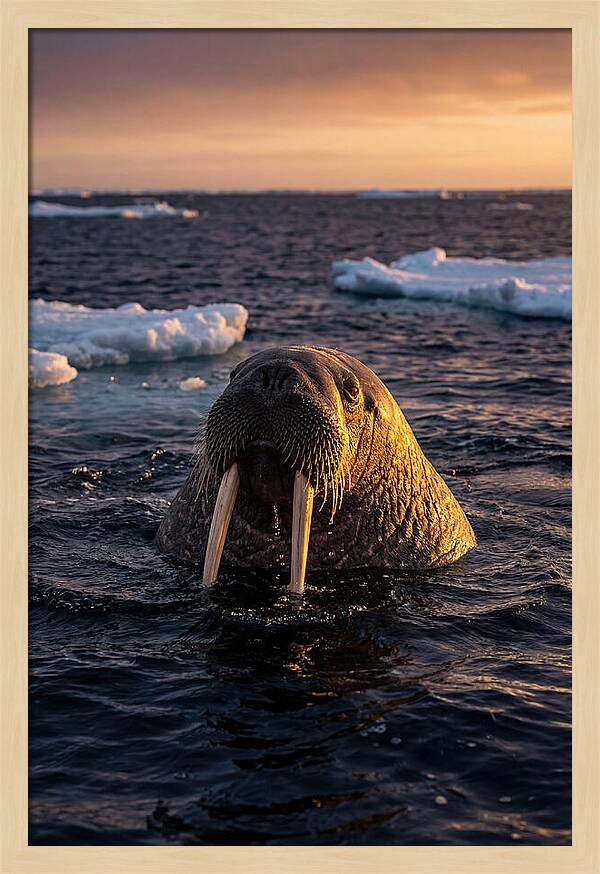 Walrus Emerging From The Water