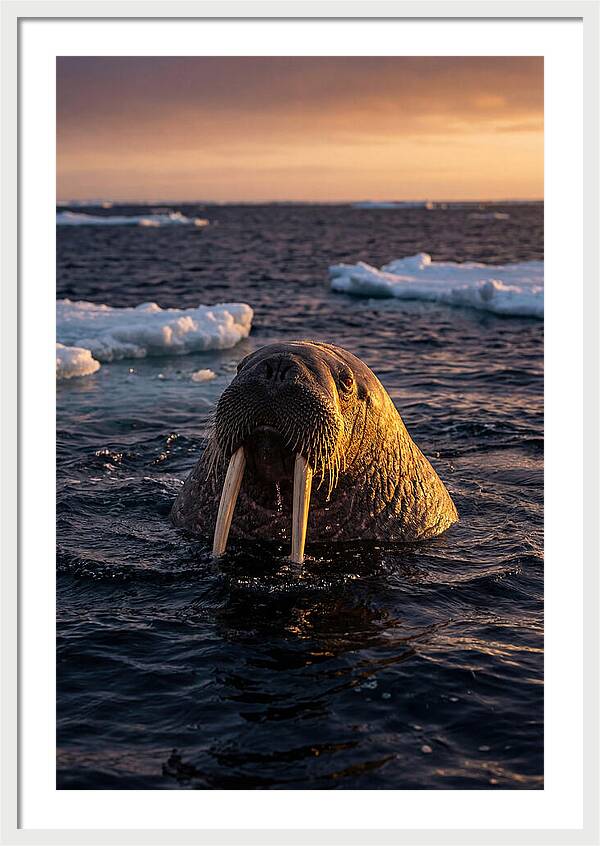 Walrus Emerging From The Water