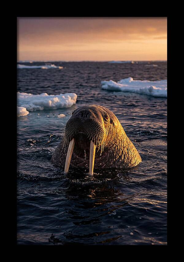 Walrus Emerging From The Water