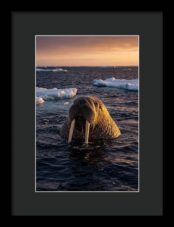 Walrus Emerging From The Water