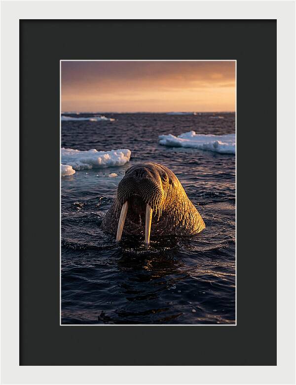Walrus Emerging From The Water