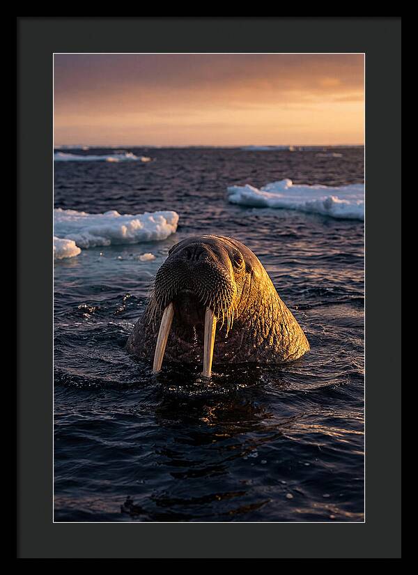 Walrus Emerging From The Water