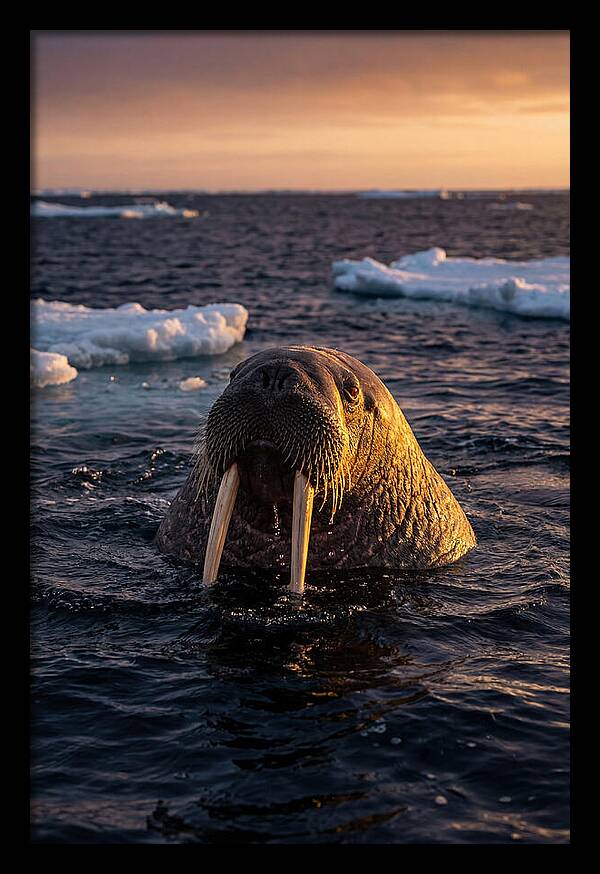 Walrus Emerging From The Water