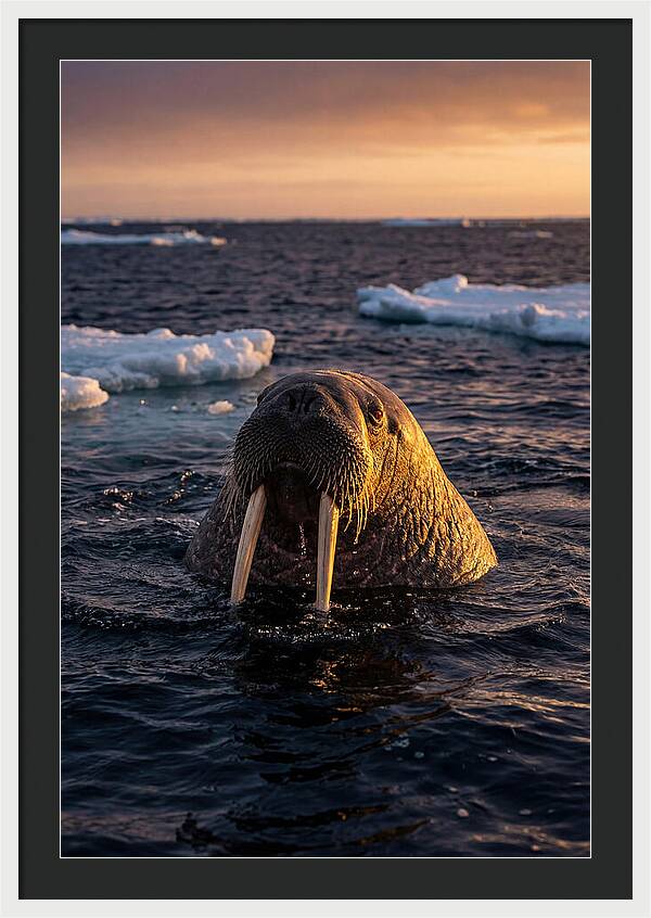 Walrus Emerging From The Water