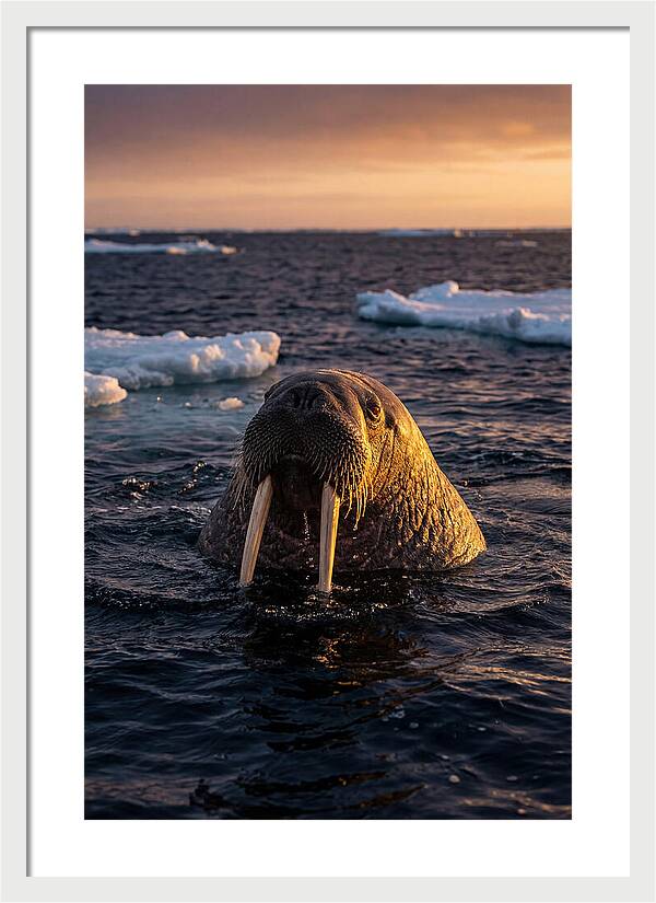 Walrus Emerging From The Water