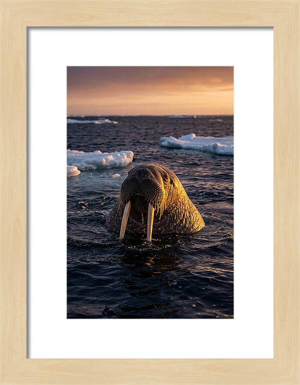Walrus Emerging From The Water