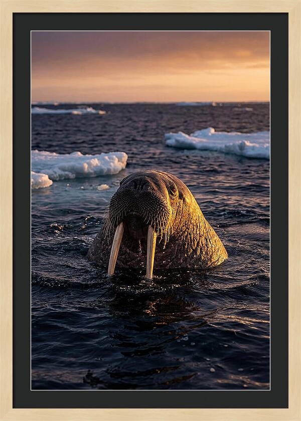 Walrus Emerging From The Water