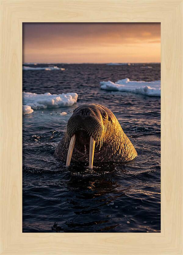 Walrus Emerging From The Water