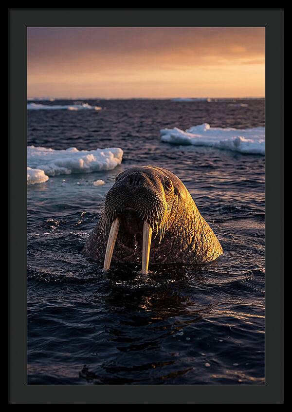 Walrus Emerging From The Water