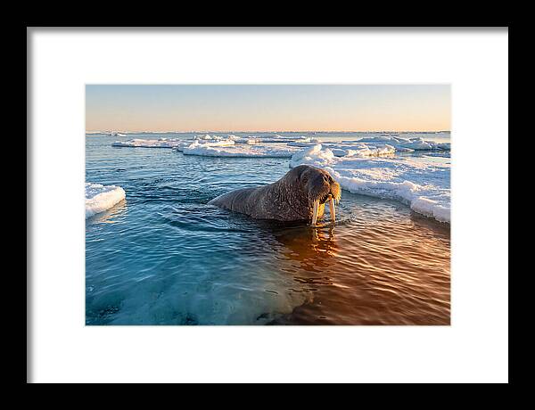 Walrus Swimming In Icy Waters