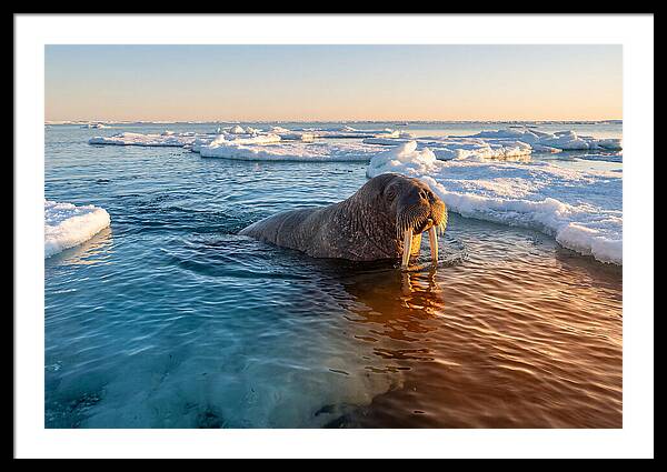 Walrus Swimming In Icy Waters