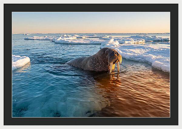 Walrus Swimming In Icy Waters