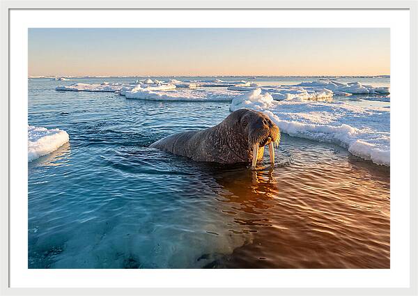 Walrus Swimming In Icy Waters