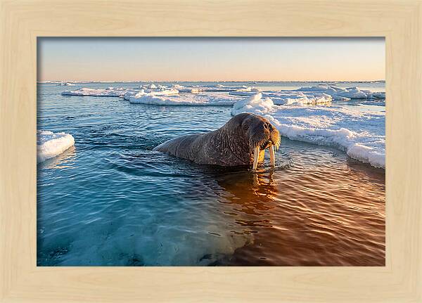 Walrus Swimming In Icy Waters