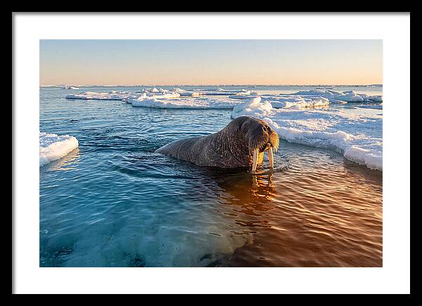 Walrus Swimming In Icy Waters