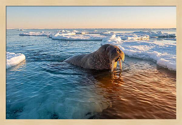 Walrus Swimming In Icy Waters