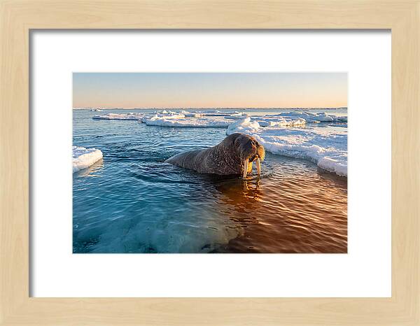 Walrus Swimming In Icy Waters