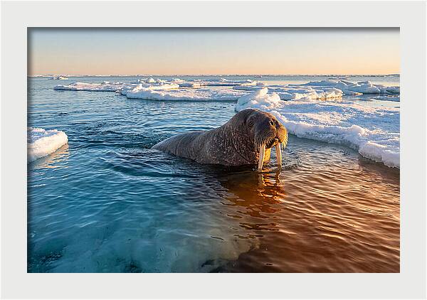 Walrus Swimming In Icy Waters