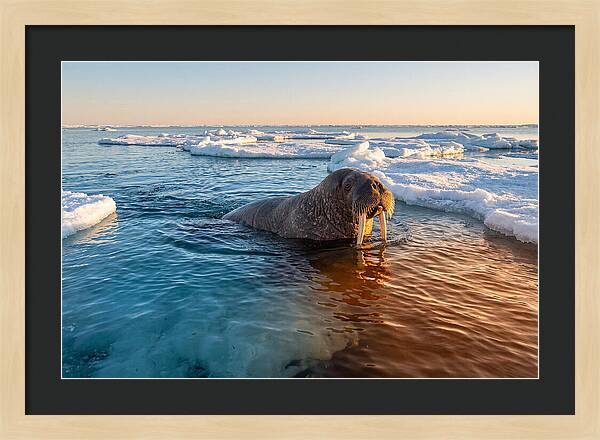 Walrus Swimming In Icy Waters