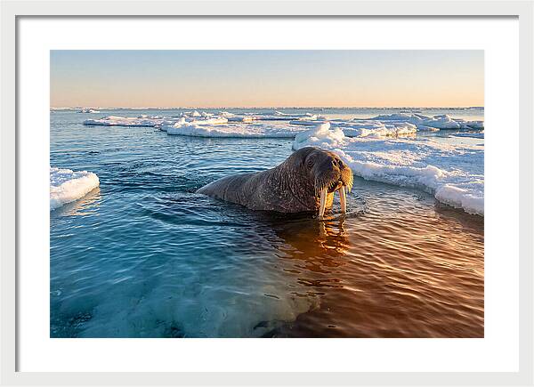 Walrus Swimming In Icy Waters